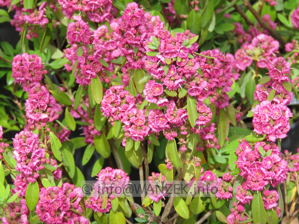 Kalmia angustifolia Rubra 001.JPG